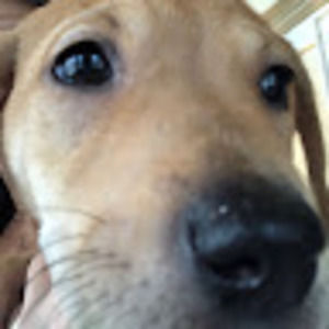 Meet your Posher, D cooper